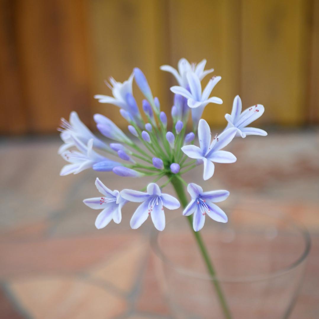 アガパンサス クレイフラワー 長い アイスラベンダー 1本 ✿ NO.M3-VG1枚目の画像