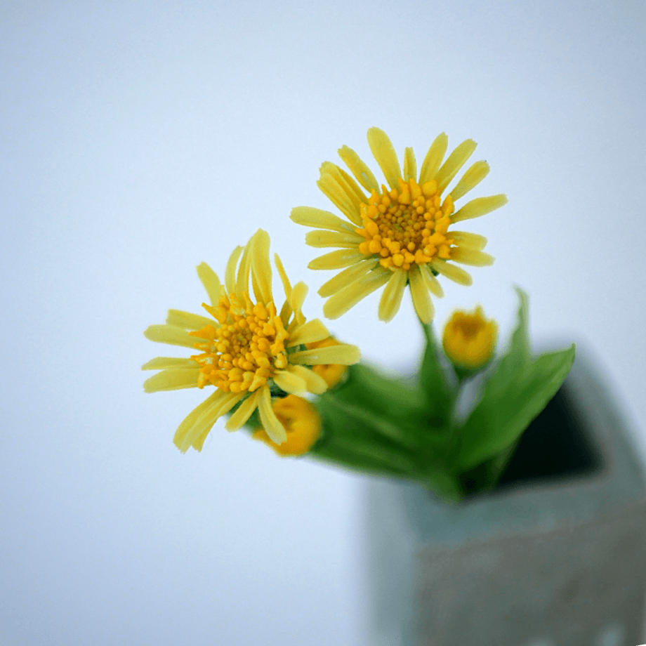 アルニカ・モンタナ クレイフラワー NO.A14-11枚目の画像