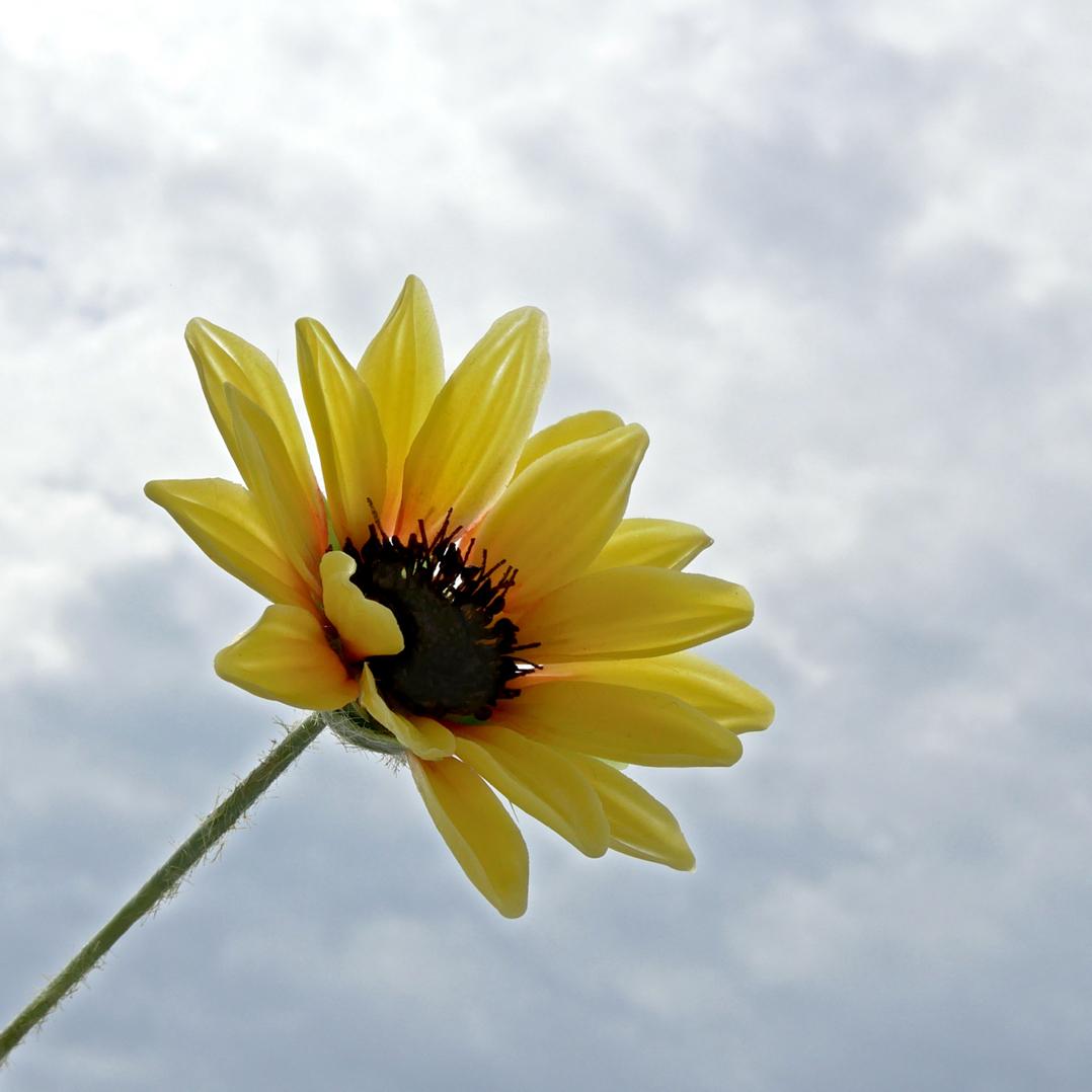 向日葵 ひまわり 一本 短い 葉無し Midi ✿クレイフラワーNO.H15-S1枚目の画像